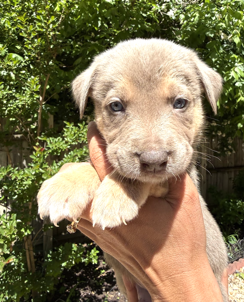 MOMMA IRIS' LITTER: TOBY, an adoptable Shepherd in Rockville, MD