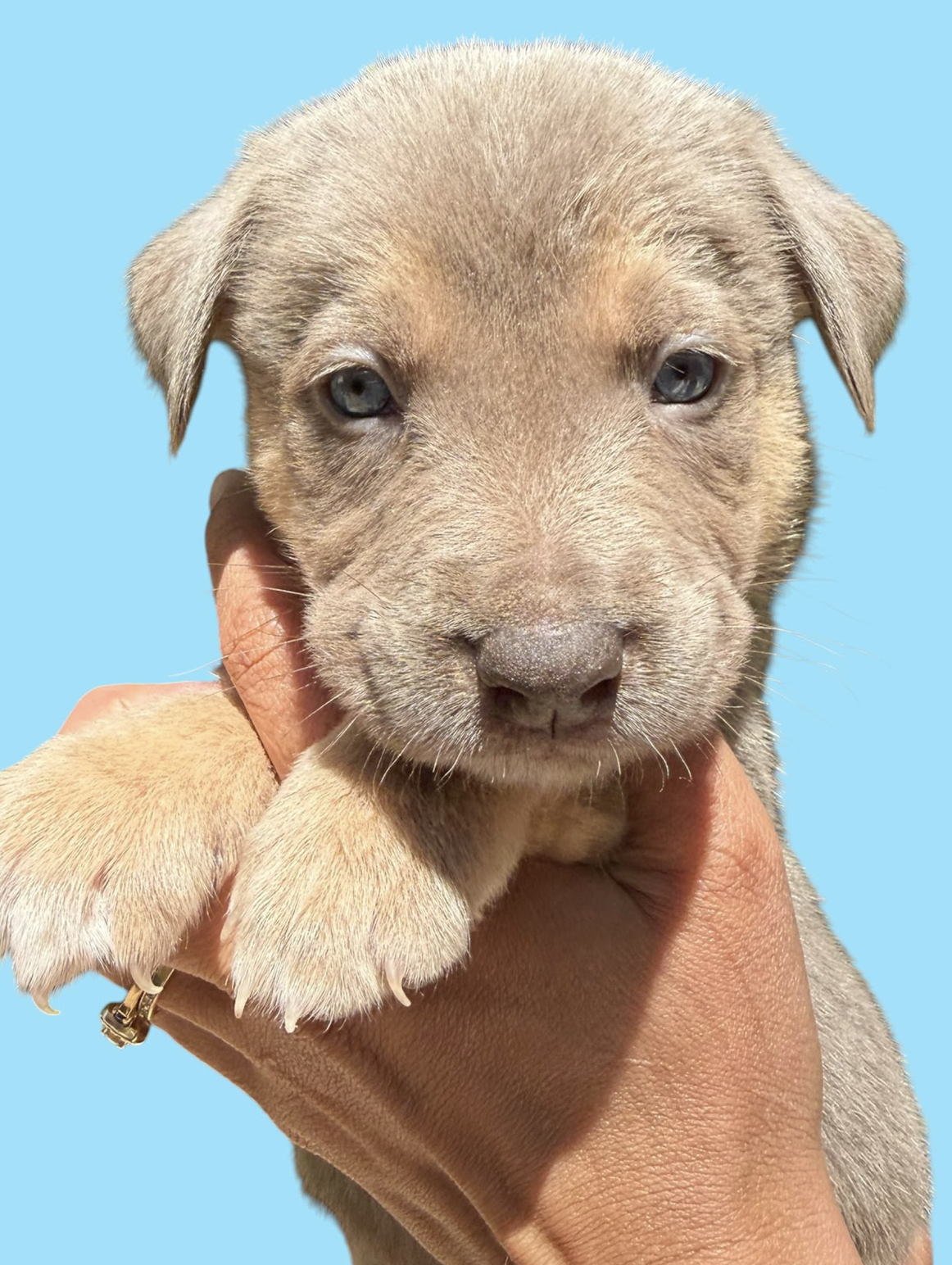 MOMMA IRIS' LITTER: TOBY