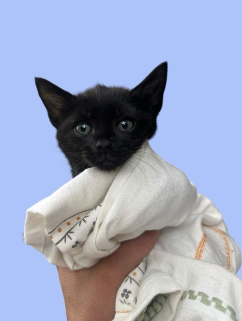 MISTY, an adoptable Domestic Short Hair in Rockville, MD
