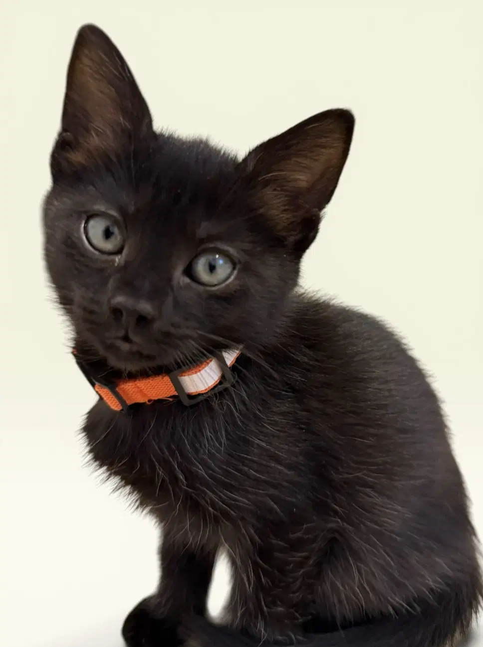 Twilight - Domestic Short Hair