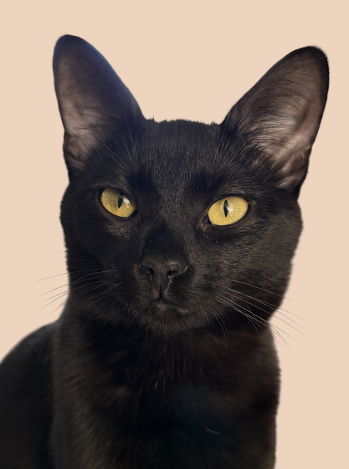 picture of the cat needing adoption