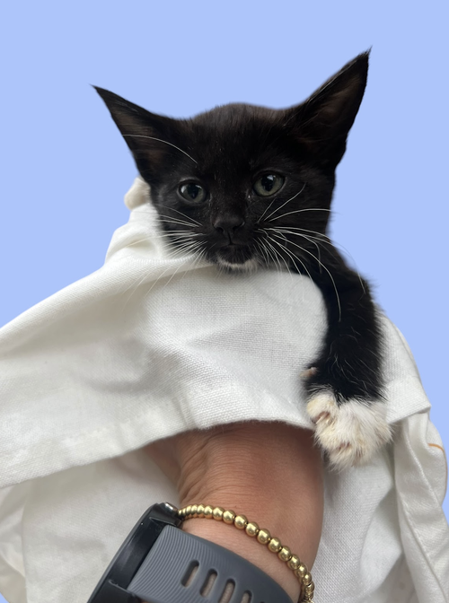 STORMY, an adoptable Domestic Short Hair in Rockville, MD