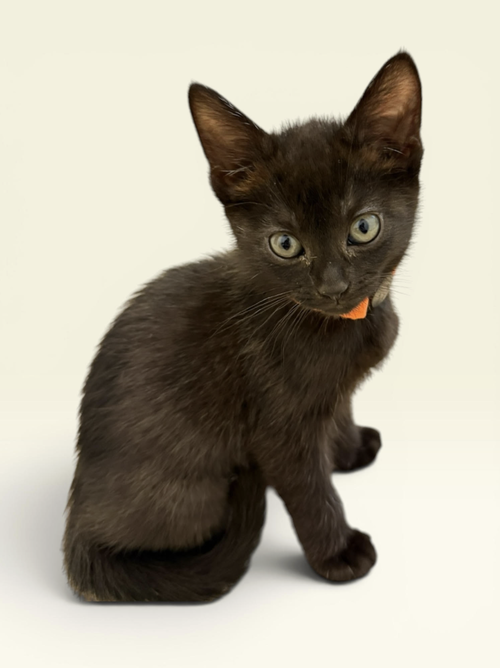 SEA STAR, an adoptable Domestic Short Hair in Rockville, MD