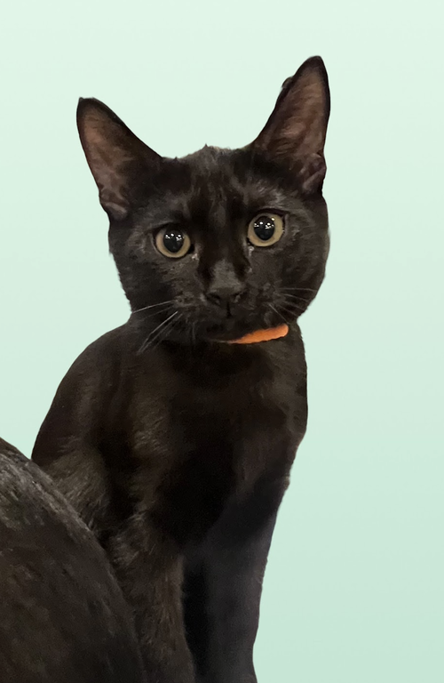 SEA STAR, an adoptable Domestic Short Hair in Rockville, MD