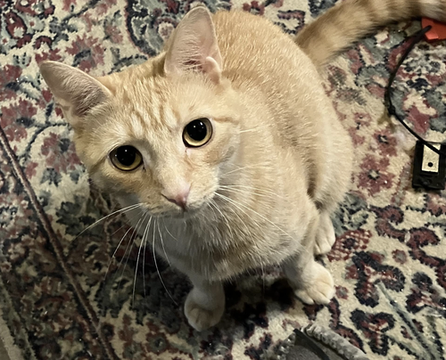 OJ, an adoptable Domestic Short Hair in Rockville, MD