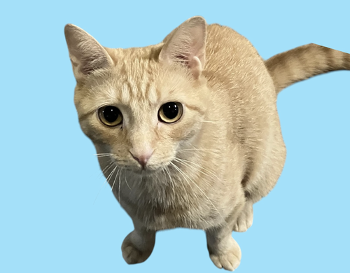 OJ, an adoptable Domestic Short Hair in Rockville, MD