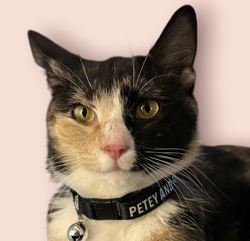 SHELLY, Young Domestic Short Hair / Mixed (short coat), cat for adoption in Annapolis, Maryland