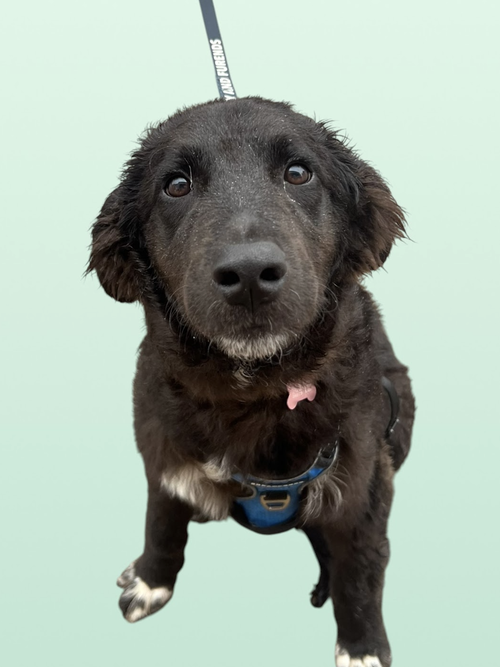 SUSHI, an adoptable Poodle in Rockville, MD