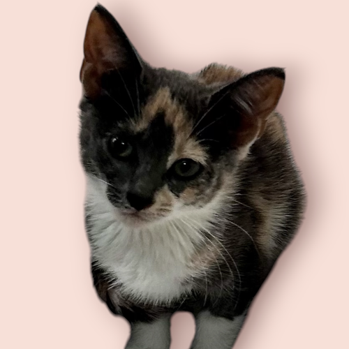 LILIA, Baby Domestic Long Hair / Mixed (medium coat), cat for adoption in Manassas, Virginia