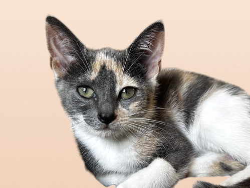 LILIA, an adoptable Domestic Long Hair in Rockville, MD
