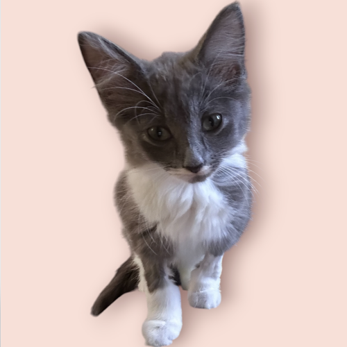 JUNIE, Baby Domestic Medium Hair / Mixed (medium coat), cat for adoption in Manassas, Virginia