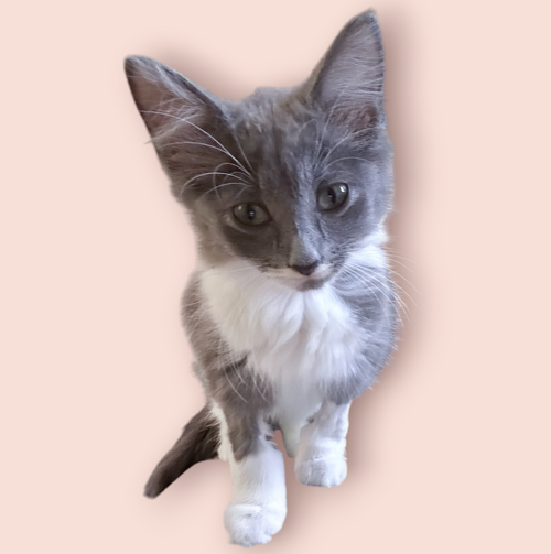 JUNIE, an adoptable Domestic Medium Hair in Rockville, MD