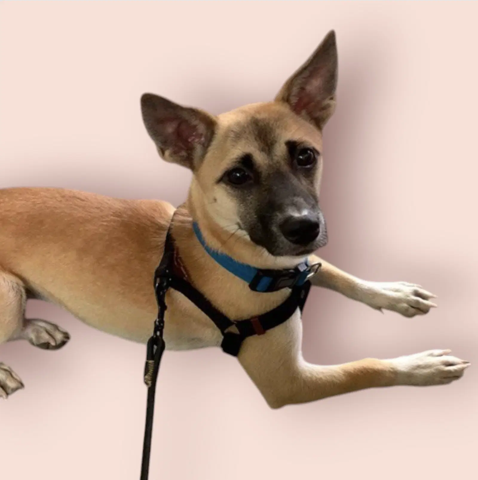 Teddy - Vietnamese mixed breed