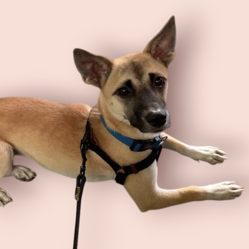 TEDDY, an adoptable Terrier in Rockville, MD