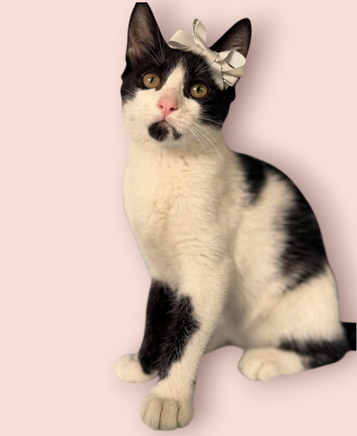 CATARINA, an adoptable Domestic Short Hair in Rockville, MD
