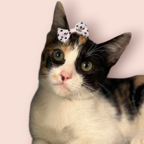CATALAYA, an adoptable Domestic Short Hair in Rockville, MD