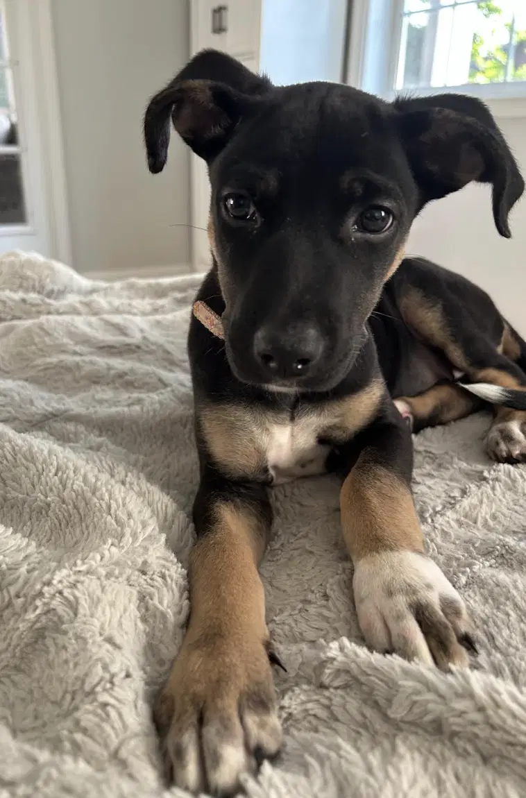 Sam - Shepherd