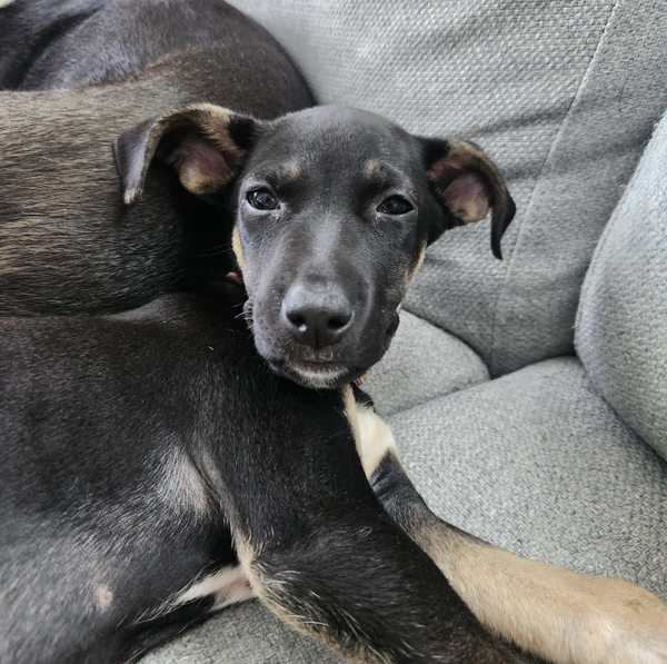 SAM