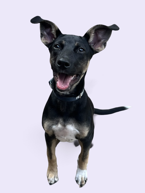 picture of the dog needing adoption