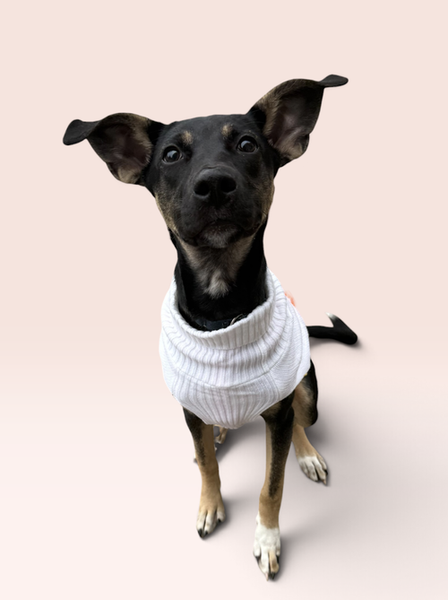 SAM, a Shepherd / Mixed (short coat) dog for adoption in Rockville, MD, photo 1 of 5