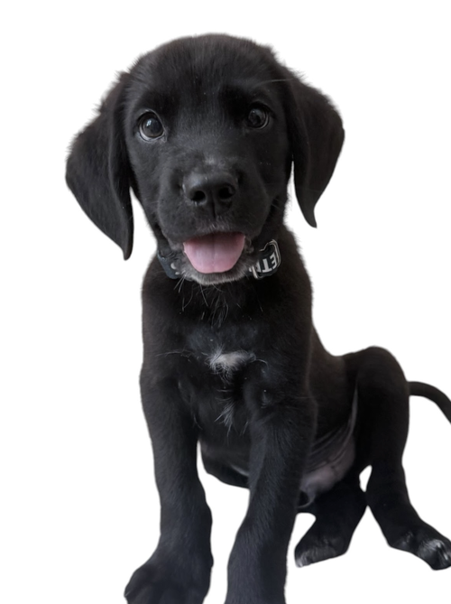 MICKEY, an adoptable Labrador Retriever in Rockville, MD