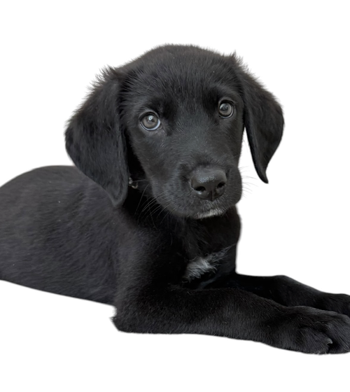 MINNIE, an adoptable Labrador Retriever in Rockville, MD