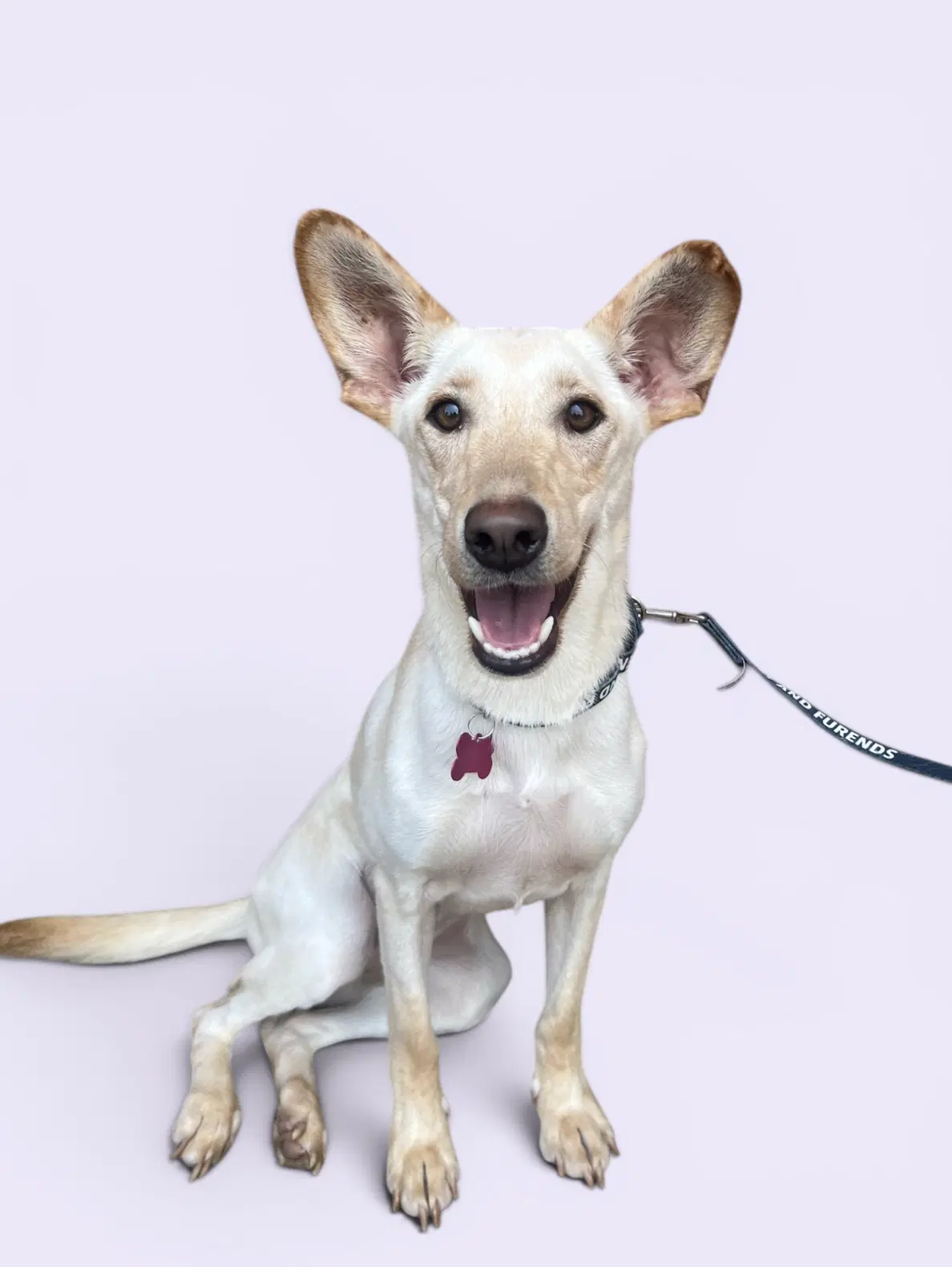 Barbie - Labrador Retriever