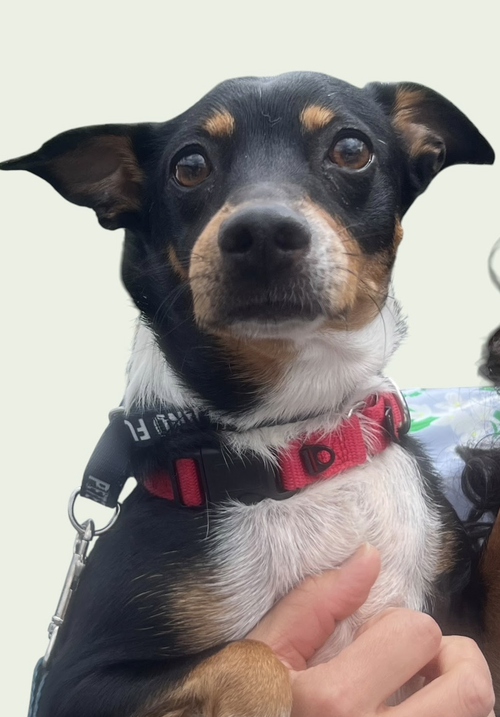 Photo 3 of GRACIE