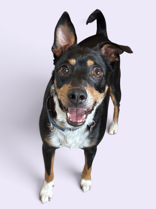 GRACIE, a dog for adoption from Petey and Furends