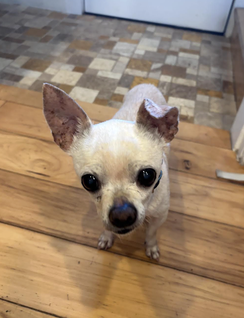 PIXIE, photo 2