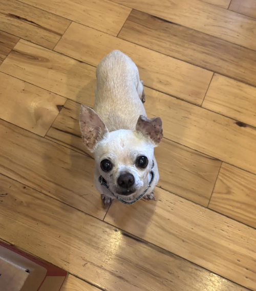 PIXIE, photo 3