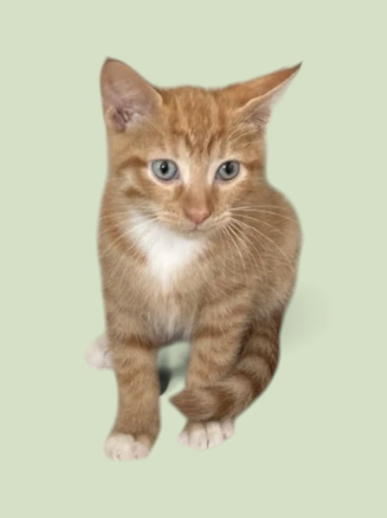 Sebastian