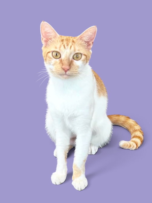 picture of the cat needing adoption