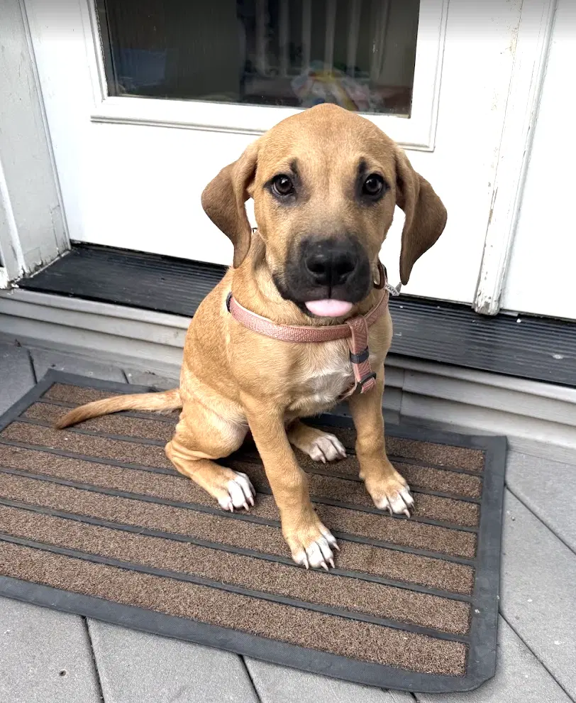 Audrey image 2