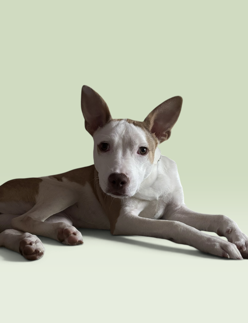 picture of the dog needing adoption