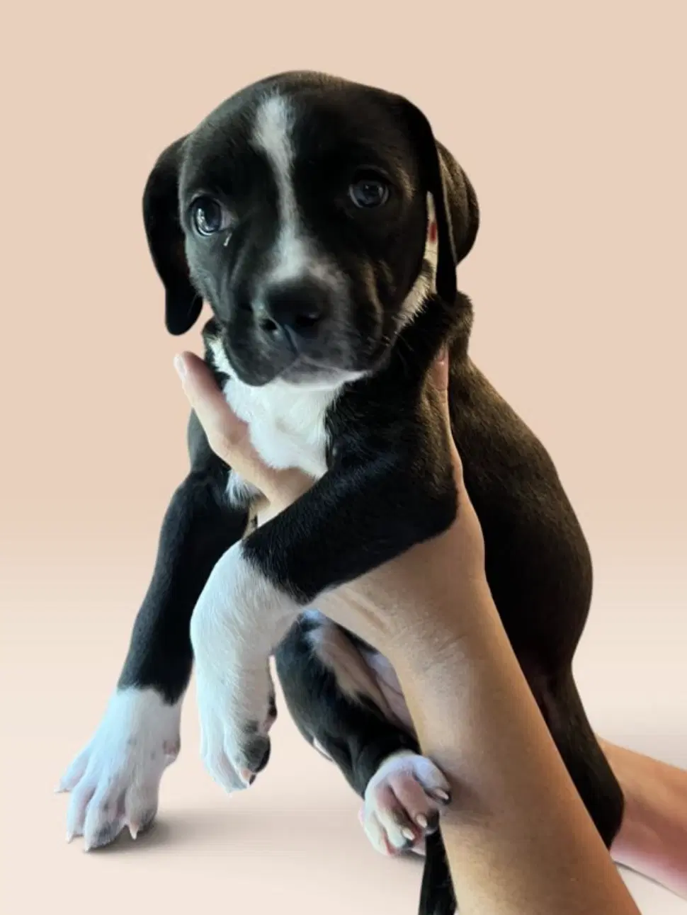 Savannah's Litter Dolly - Terrier