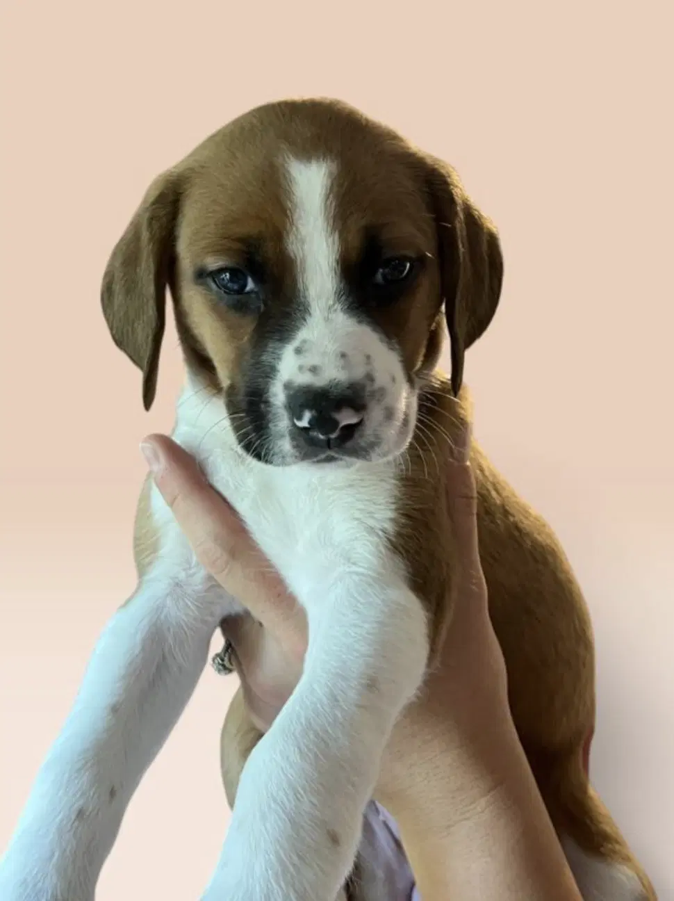 Savannah's Litter Kaleki - Terrier Mix