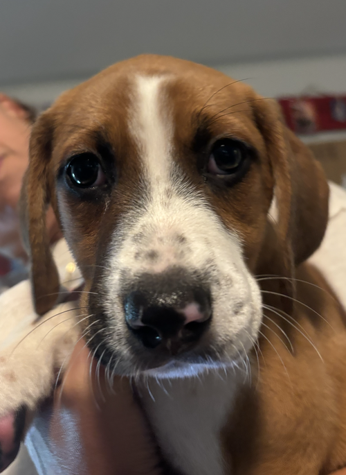 Photo 6 of SAVANNAH'S LITTER: KALEKI