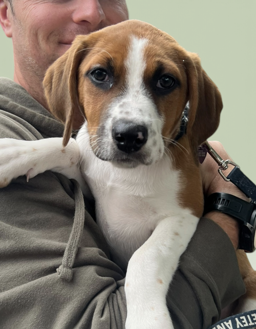 SAVANNAH'S LITTER: KALEKI, a dog for adoption from Petey and Furends