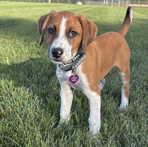 Photo 2 of SAVANNAH'S LITTER: KALEKI