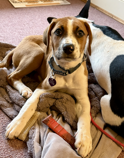 Photo 3 of SAVANNAH'S LITTER: KALEKI