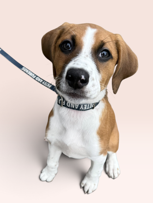 SAVANNAH'S LITTER: KALEKI, a Labrador Retriever / Beagle / Mixed (short coat) dog for adoption in Rockville, MD, photo 1 of 5