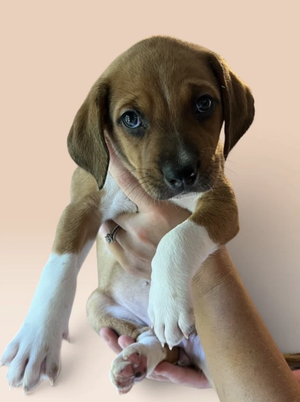 Savannah's Litter Luna