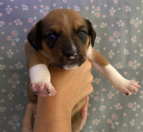 Photo 5 of SAVANNAH'S LITTER: LUNA