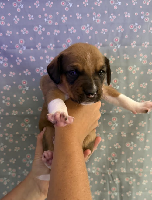 Photo 6 of SAVANNAH'S LITTER: LUNA