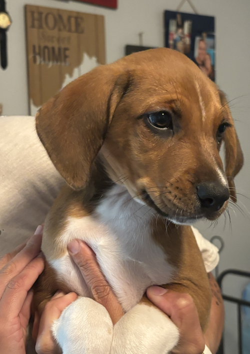 Photo 4 of SAVANNAH'S LITTER: LUNA