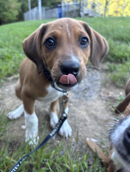 Photo 2 of SAVANNAH'S LITTER: LUNA