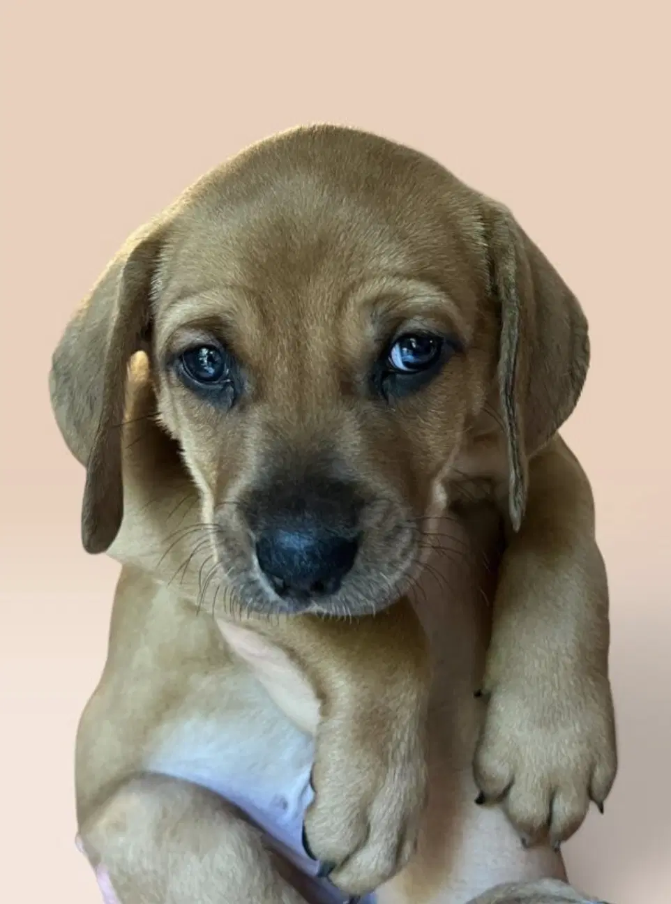 Savannah's Litter Jake Peralta - Terrier