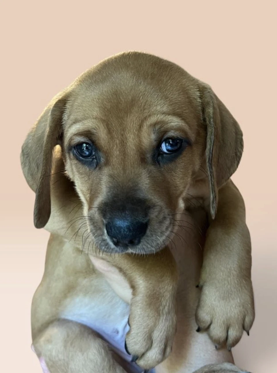 Savannah's Litter Jake Peralta