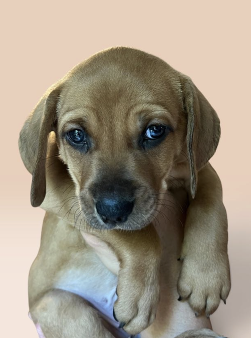 picture of the dog needing adoption